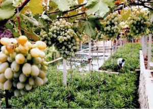 洪門葡萄村 洪門葡萄村