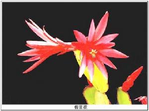 落花之舞 落花之舞