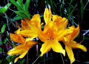 硫黃杜鵑 硫黃杜鵑