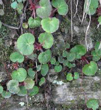 白瓣虎耳草 白瓣虎耳草