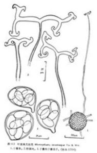 葉底珠叉絲殼 葉底珠叉絲殼