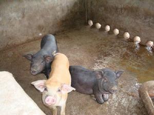 中課鄉班箐村農村經濟發展-養殖業