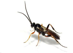 螟黃足絨繭蜂 螟黃足絨繭蜂