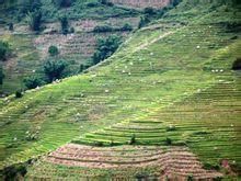 下麻力樹自然村