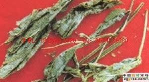 透骨香根 透骨香根