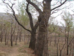 東北山馬蝗 東北山馬蝗