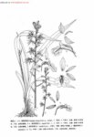 弧距蝦脊蘭(原變種)