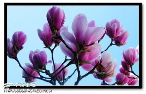 紫玉蘭組 紫玉蘭組