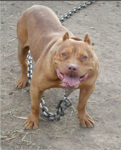 美國紅獅犬 美國紅獅犬