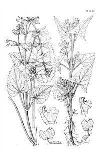 毛唇鼠尾草 毛唇鼠尾草