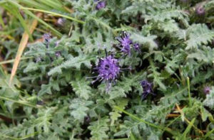 白灑風毛菊 白灑風毛菊