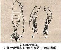 胸刺水蚤科 胸刺水蚤科
