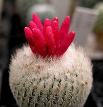 月世界屬的月世界