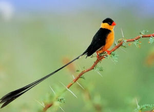 條紋針尾雀 條紋針尾雀