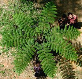 國家一級保護植物 國家一級保護植物