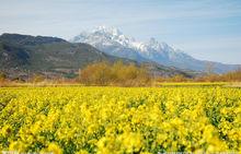 麗江玉龍  雪山