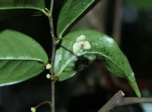 澄廣花屬 澄廣花屬