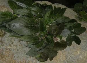 肉葉唇柱苣苔 肉葉唇柱苣苔