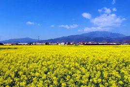新街子鎮 新街子鎮