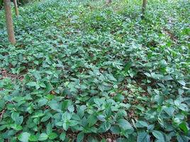 糯米香屬 糯米香屬