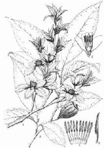 陀螺果屬 陀螺果屬