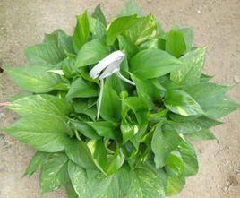 花葉綠蘿 花葉綠蘿