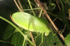 蘭嶼大葉螽蟴 蘭嶼大葉螽蟴