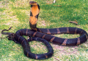 眼睛王蛇 眼睛王蛇