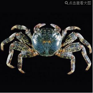 淡水泥蟹 淡水泥蟹