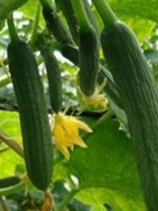 荷蘭小黃瓜 荷蘭小黃瓜