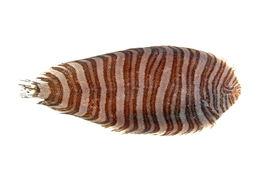 纓鱗條鰨 纓鱗條鰨