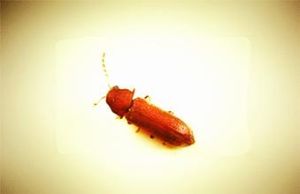 草竹粉蚧 草竹粉蚧