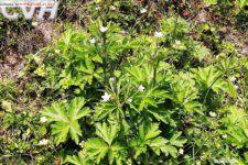 二歧根蓮花根[二歧根蓮花根]