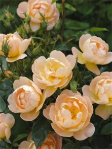 大衛·奧斯丁玫瑰 大衛·奧斯丁玫瑰