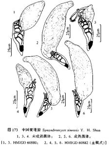 中國聚雄菌 中國聚雄菌