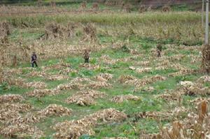 卡細梁子村玉米地