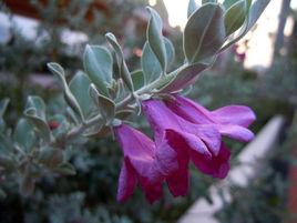 紅花玉芙蓉 紅花玉芙蓉