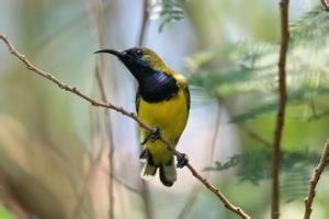 淡喉竄鳥 淡喉竄鳥