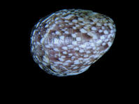 圓舟蜑螺 圓舟蜑螺