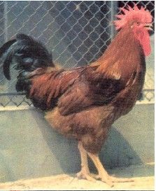 新浦東雞 新浦東雞