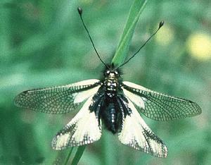 蝶角蛉科 蝶角蛉科