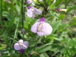 福建通泉草 福建通泉草