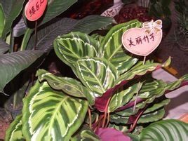 美麗竹芋 美麗竹芋