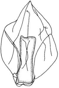 舟形水母 舟形水母