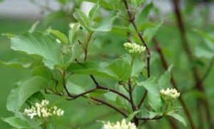 ‘芽黃’紅瑞木 ‘芽黃’紅瑞木