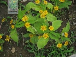 小百日菊 小百日菊