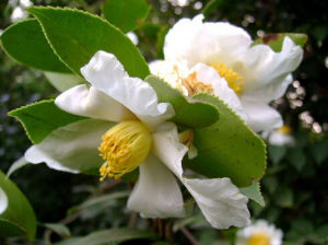大苞白山茶 大苞白山茶