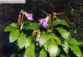 羽裂唇柱苣苔 羽裂唇柱苣苔