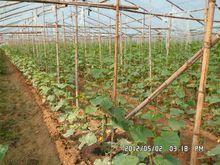 對比照：未使用黃瓜葉葉瓜