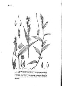 無芒竹葉草（變種）